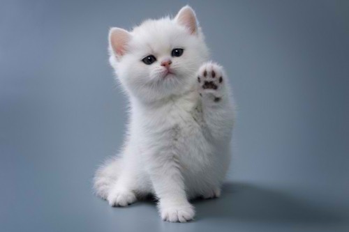 inilah-cara-merawat-anak-kucing-yang-tepat.jpg
